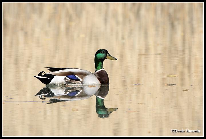 canard colvert mâle